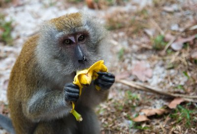 Malay Monkey