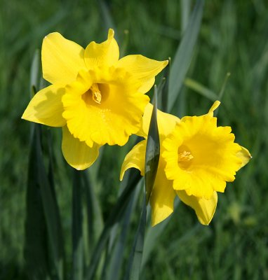 Daffodils*MERIT*