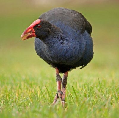 Purple Swampchicken*CREDIT*