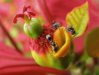 Ants Work