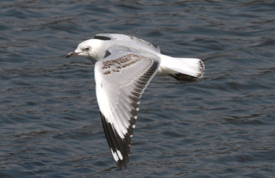 Gull in Flight 2