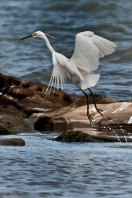 Egret Liftoff