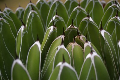 Spiky Succulent