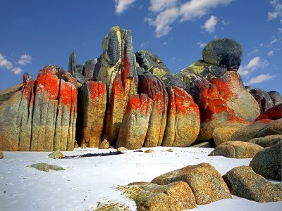 Lichen  Seaweed