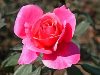 Pink Rose