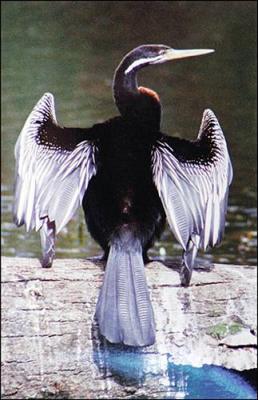 Cormorant on Limb 6