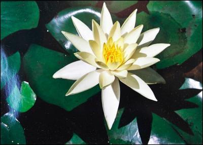 Water Lily