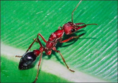 Ant 2