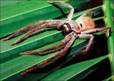 Huntsman 2