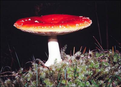 Fungus