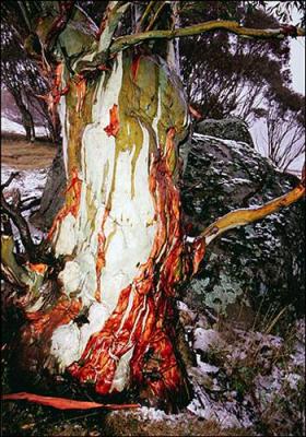 Winter Snowgum 6