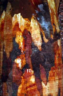 Tree Trunk Pattern