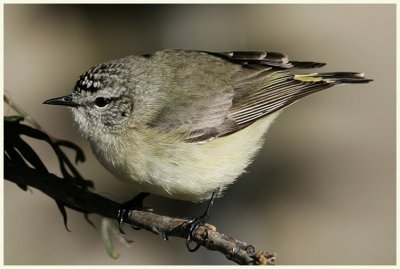 Yellow-rumped Thornbill 1