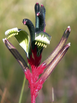WA Wildflowers