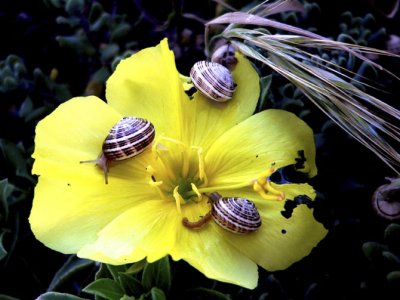 Snails