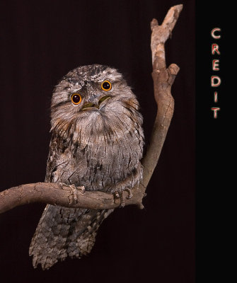 Tawny Frogmouth