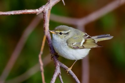 Yellow-browed warbler