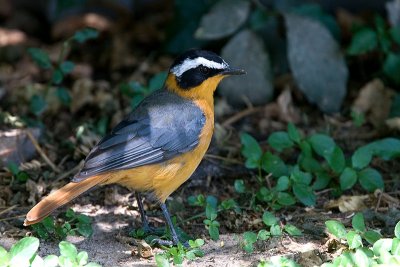 White-browed robin-chat