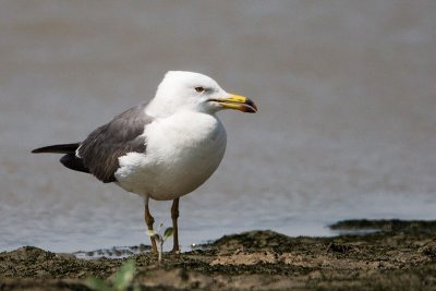 Black-tailed gull adult