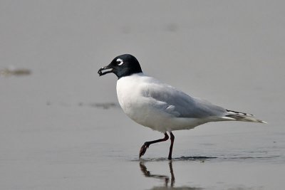 Saunders' gull