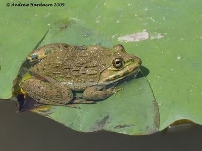 Chinese bullfrog