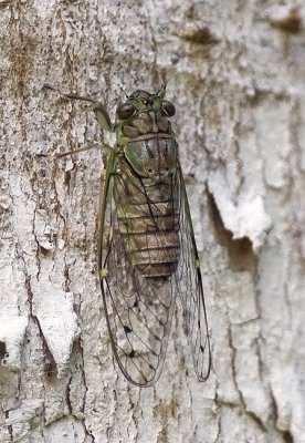 Purana guttularis
