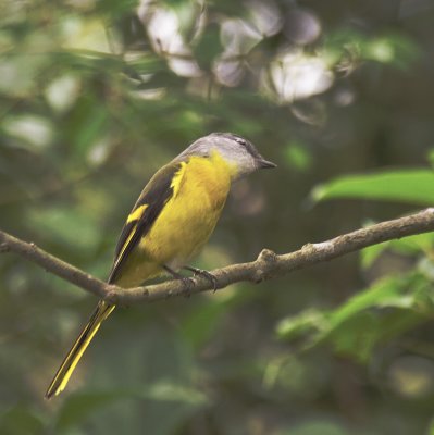 Grey-chinned minivet