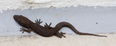 House gecko