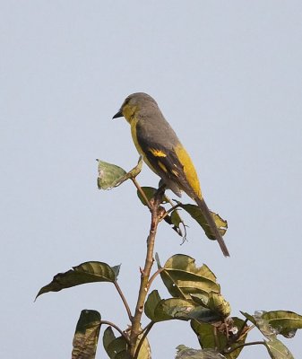 Scarlet minivet