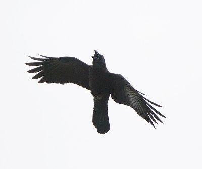 Large-billed crow