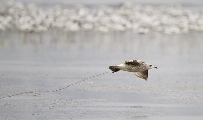 Gull with legs entangled with string