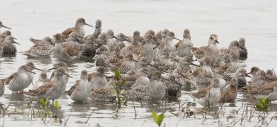 Count the waders