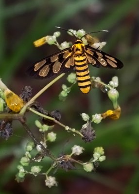 Amata lucerna