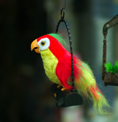 Rare parrot