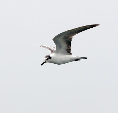 White-winged tern