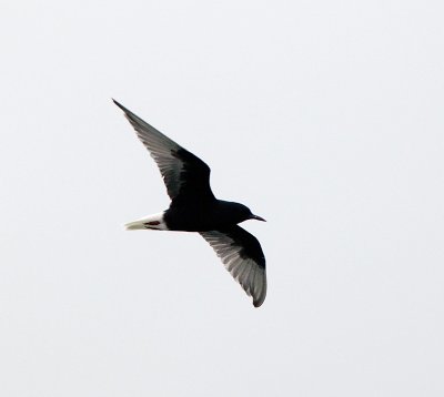 White-winged tern - breeding