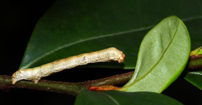 Garden larva