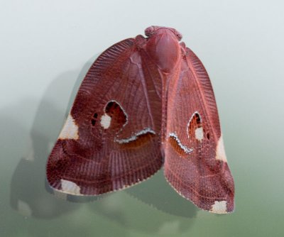 Ricanid planthopper