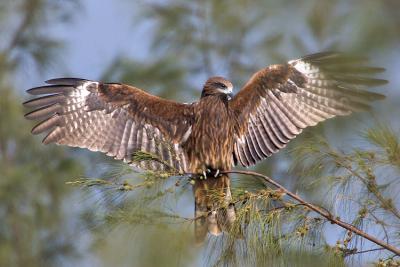 Black Kites