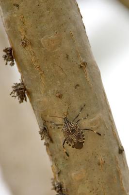 Erthesina fullo (Shield bug)