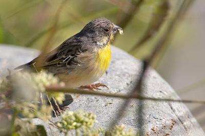 Lemon-breasted canary - escape