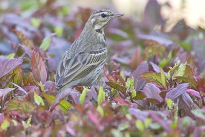Olive-backed pipit   2