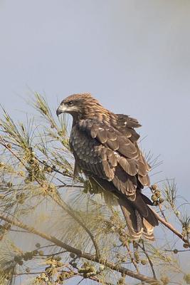 g3/05/598805/3/53866306.Blackkiteperched.jpg