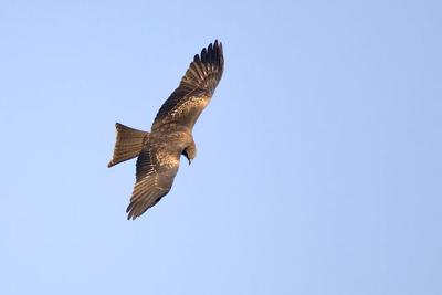 g3/05/598805/3/53866307.BlackKiteupperwingpatte.jpg
