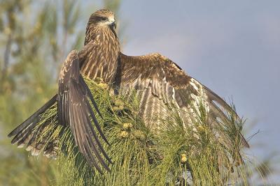 g3/05/598805/3/54177984.Sunbather.jpg