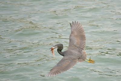 Reef egret and fish