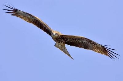 g3/05/598805/3/55527208.Bankingkite.jpg