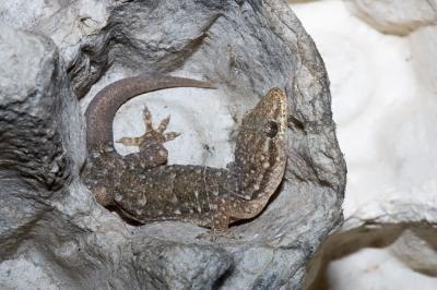House gecko