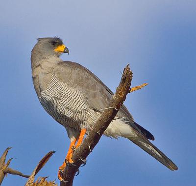 g3/05/598805/3/56207662.Chantinggoshawk.jpg