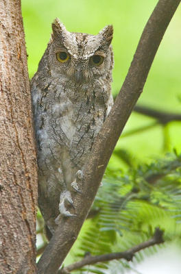 African scops owl